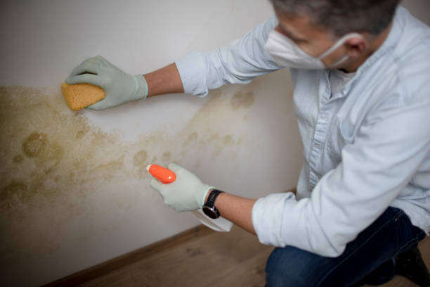 Best Mold Damage Restoration  in Somerset, TX